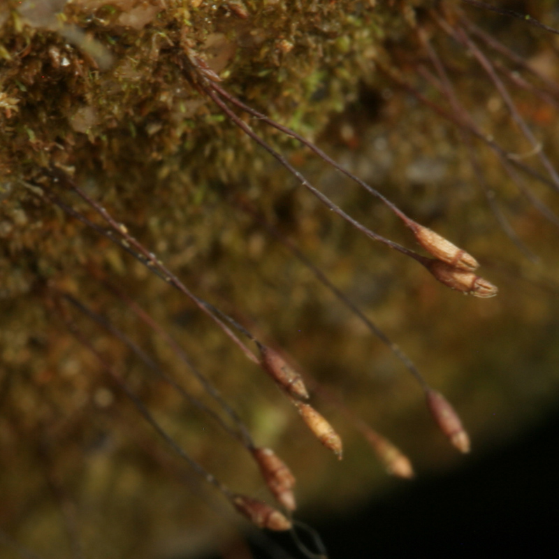 Tetrodontium ovatum